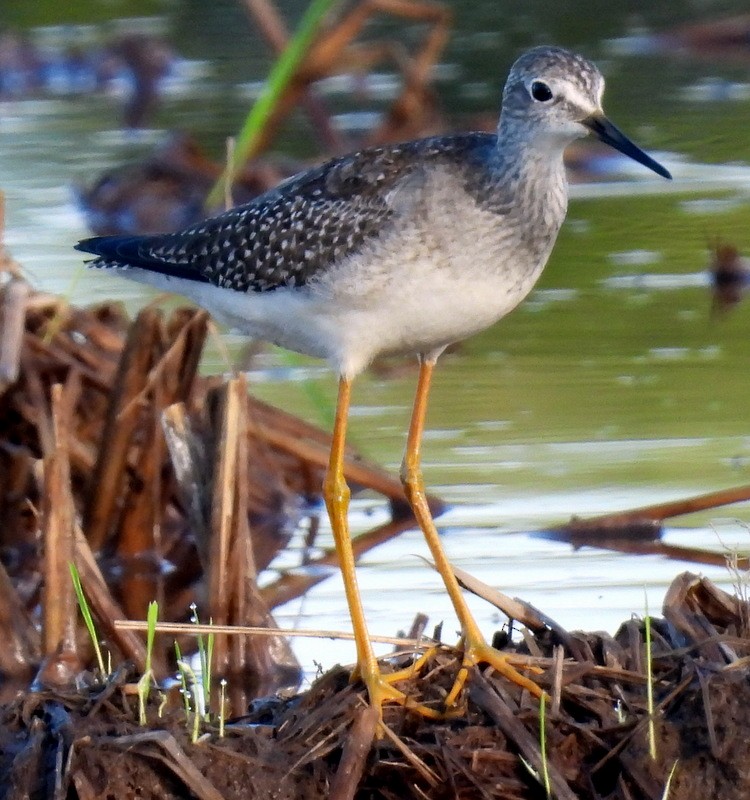 Lesser Yellowlegs - ML609073346