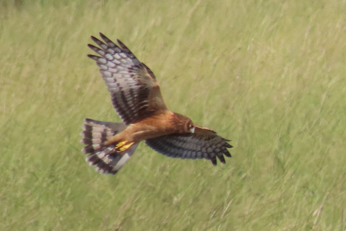 Northern Harrier - ML609073348