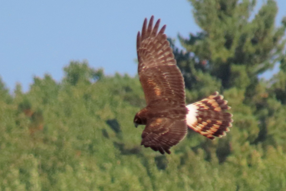 Northern Harrier - ML609073352