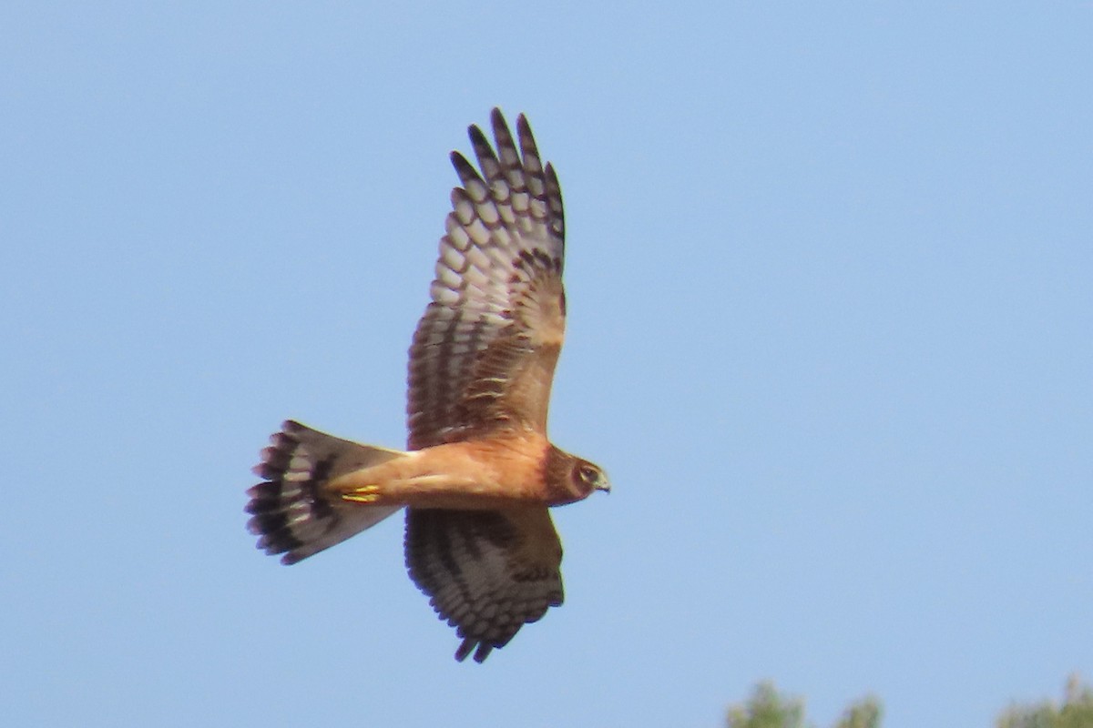 Northern Harrier - ML609073353