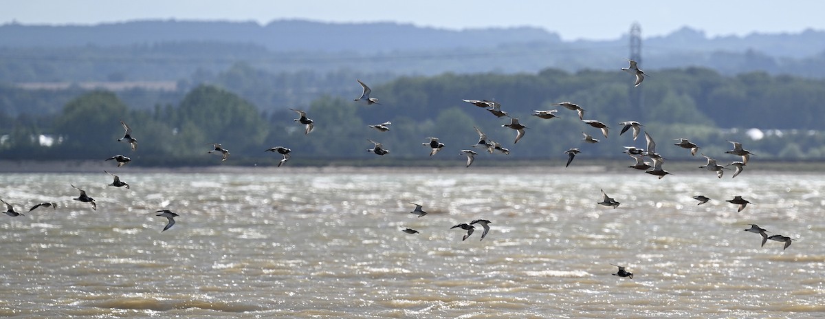 Bar-tailed Godwit (European) - David Darrell-Lambert