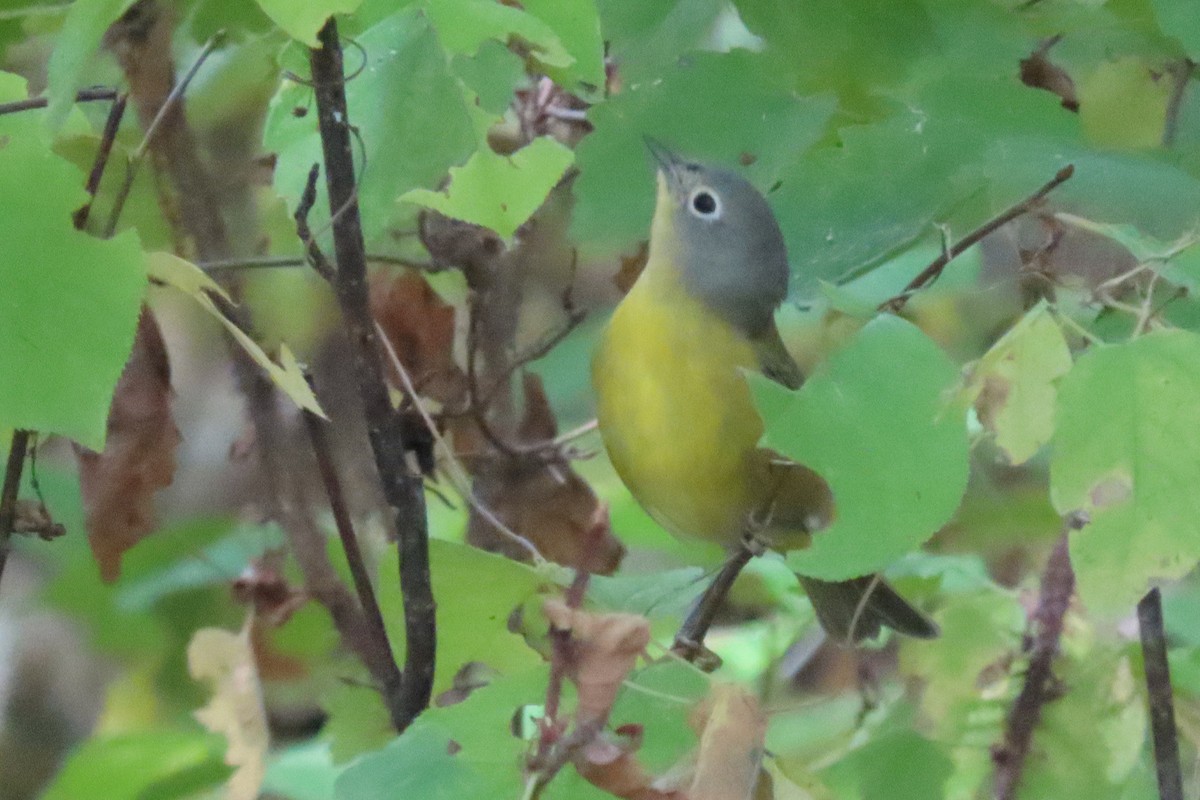 Nashville Warbler - ML609073389