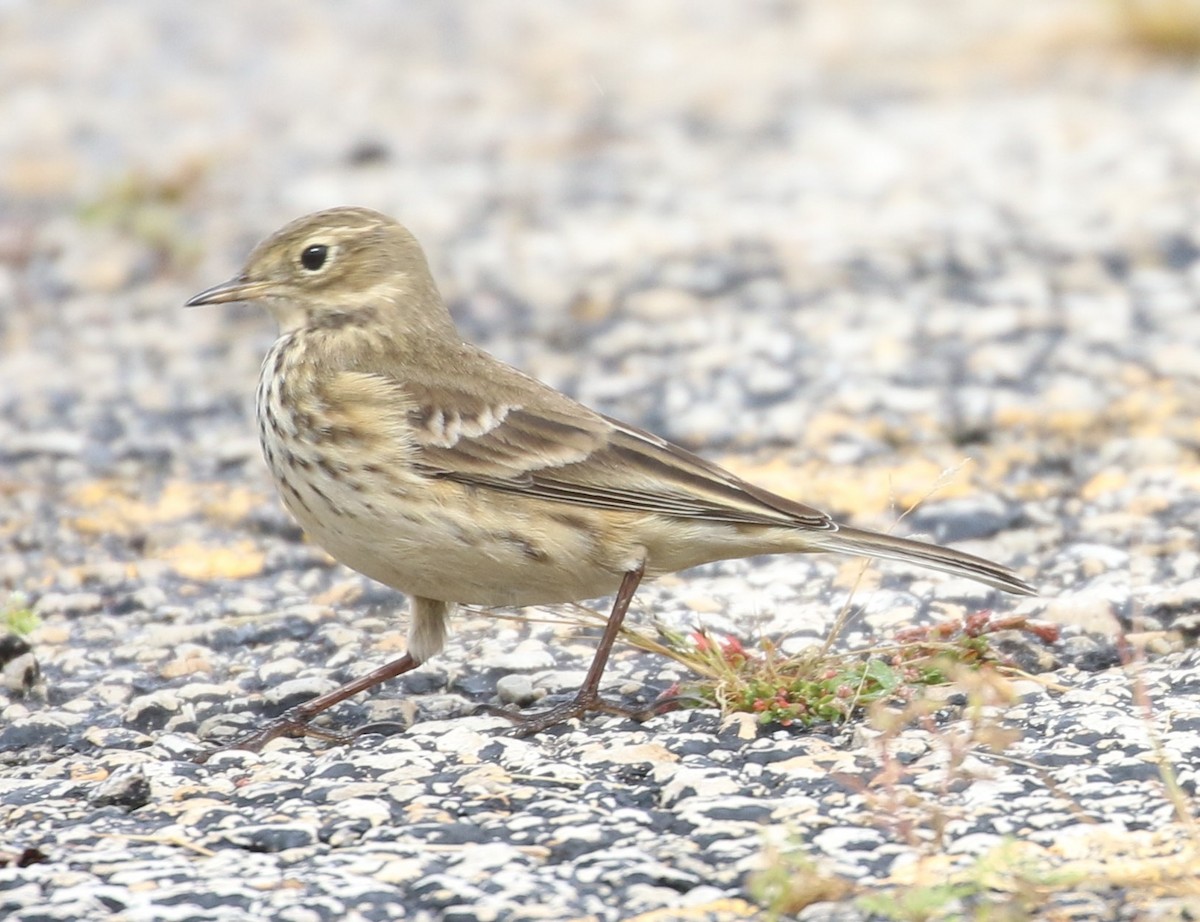 American Pipit - ML609073394