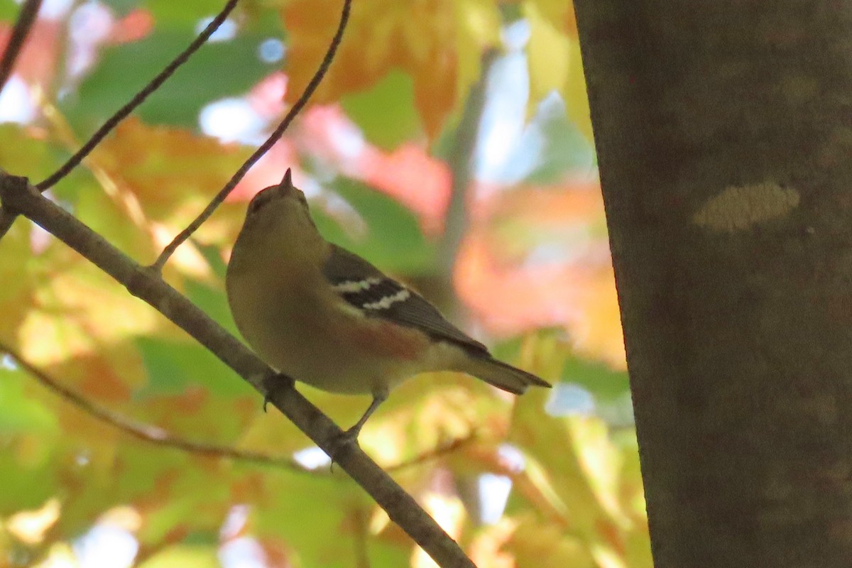 Bay-breasted Warbler - ML609073405