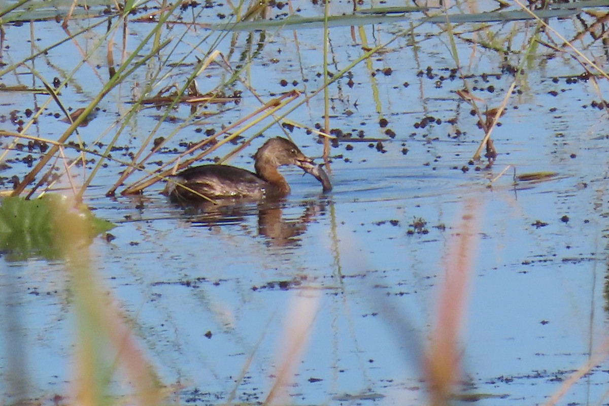 Pied-billed Grebe - ML609073440