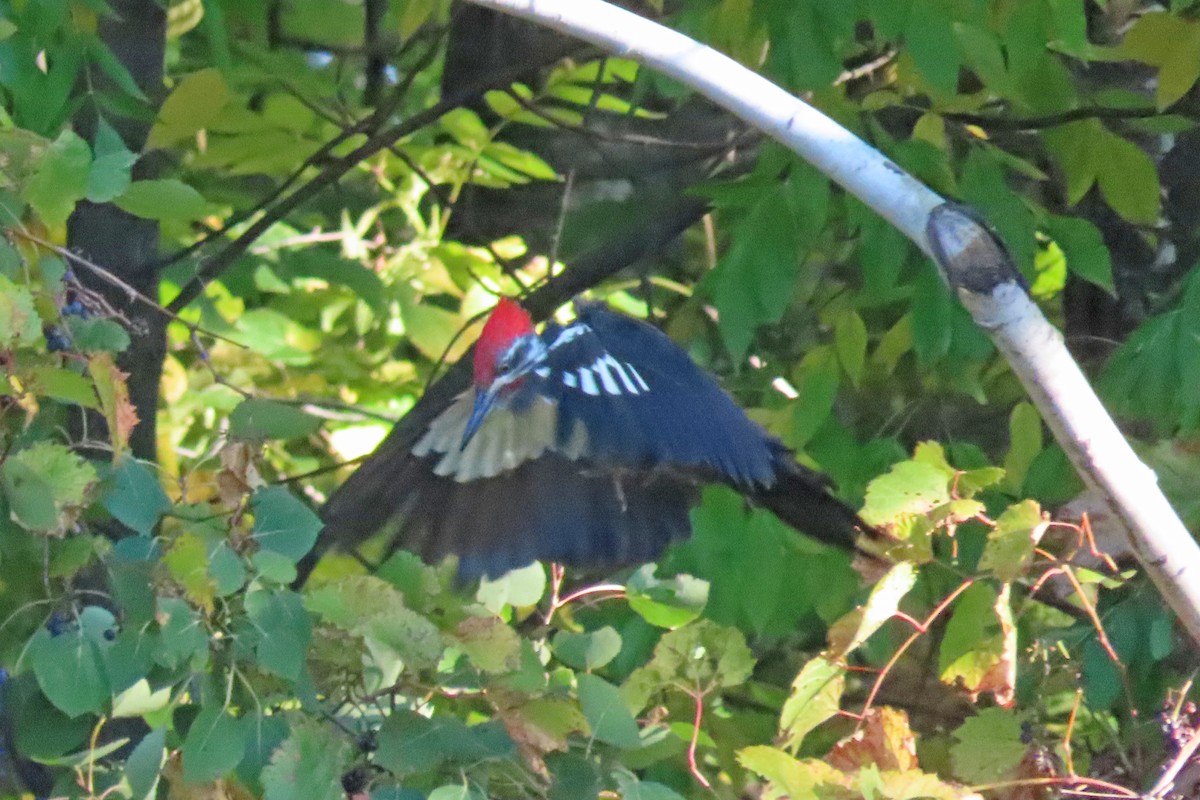 Pileated Woodpecker - ML609073468