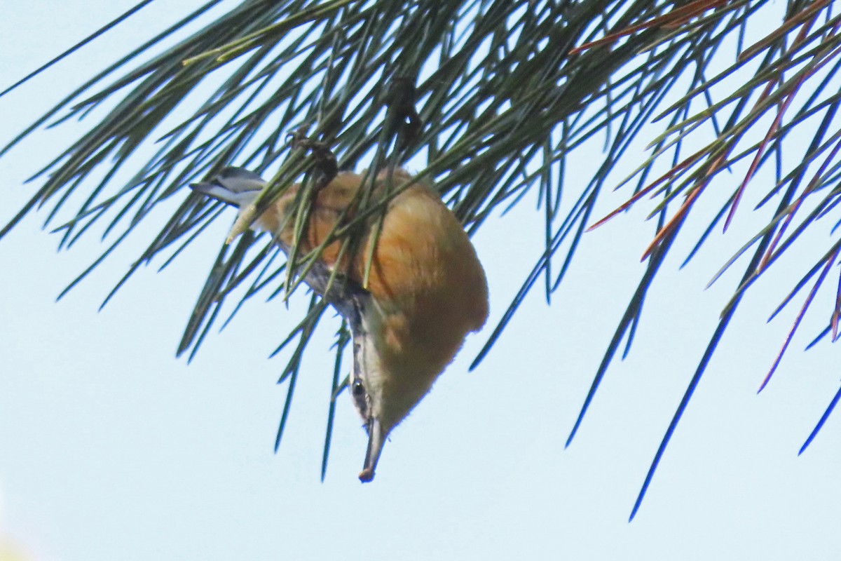 Red-breasted Nuthatch - ML609073482