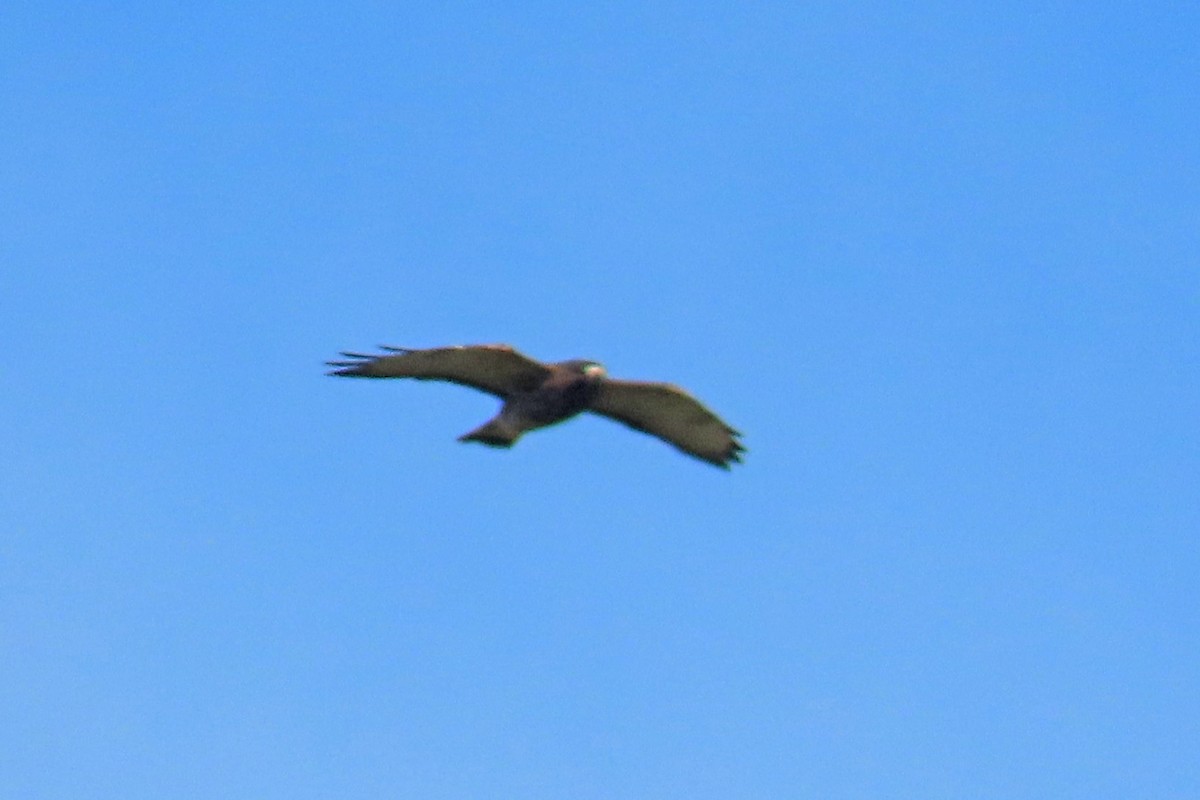 Broad-winged Hawk - ML609073560