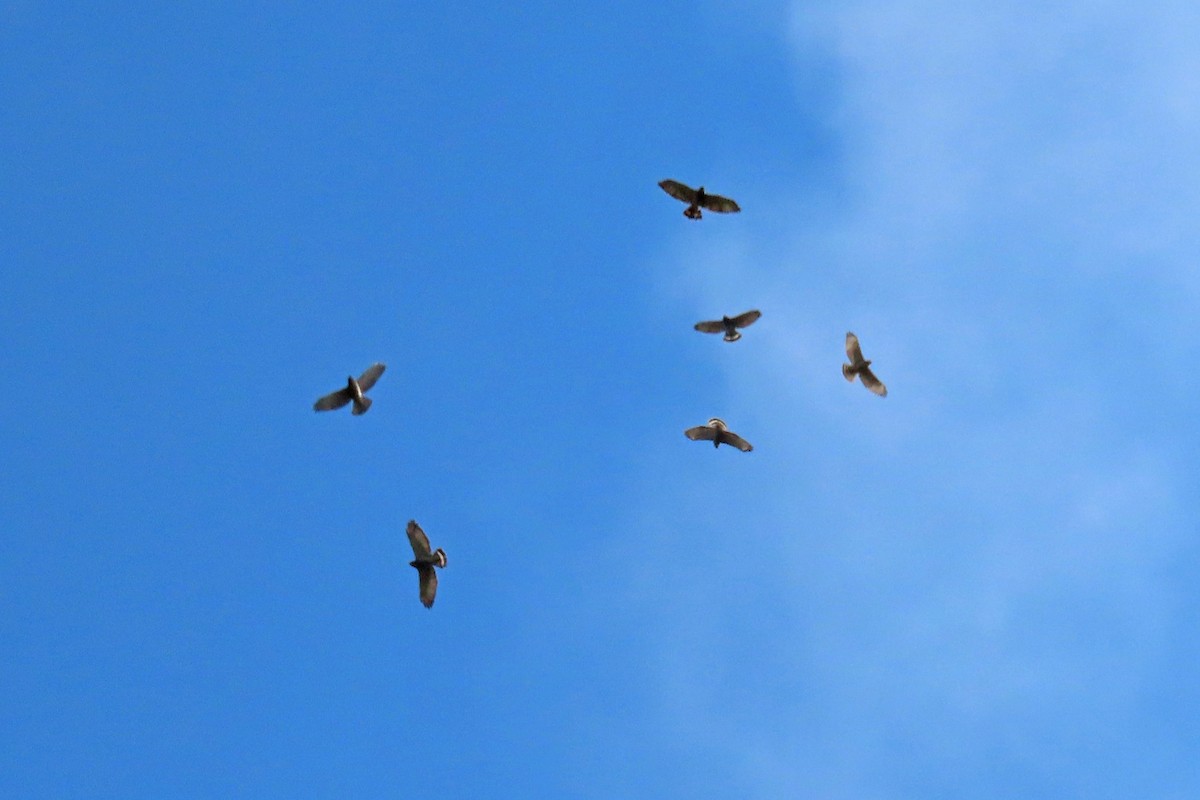 Broad-winged Hawk - ML609073561