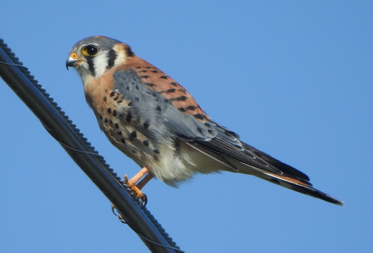 American Kestrel - ML609073627