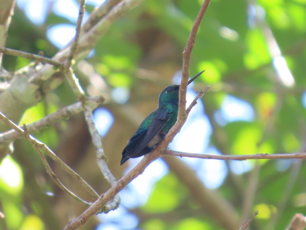 kolibřík modrolící - ML609073691