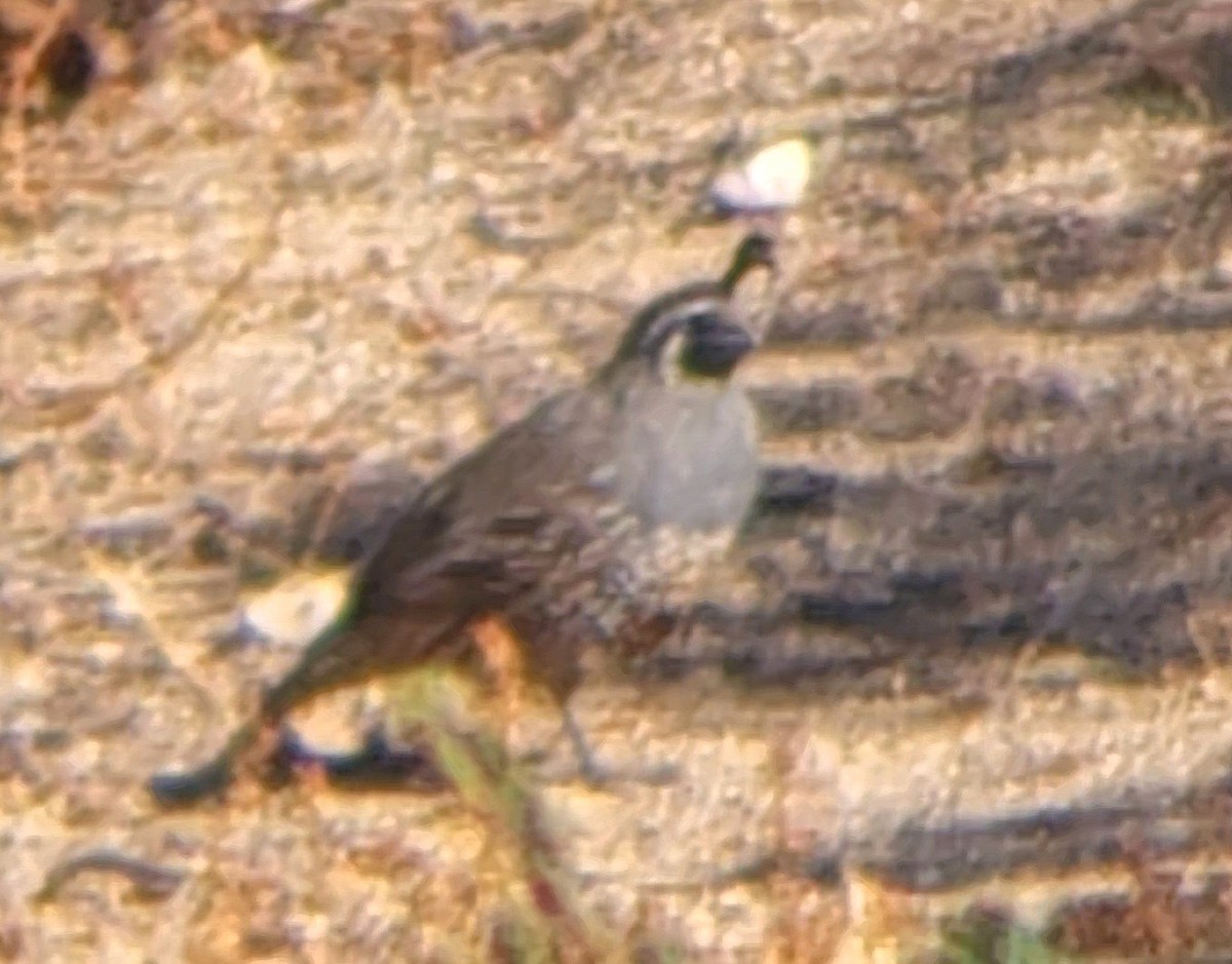 California Quail - David Lagan