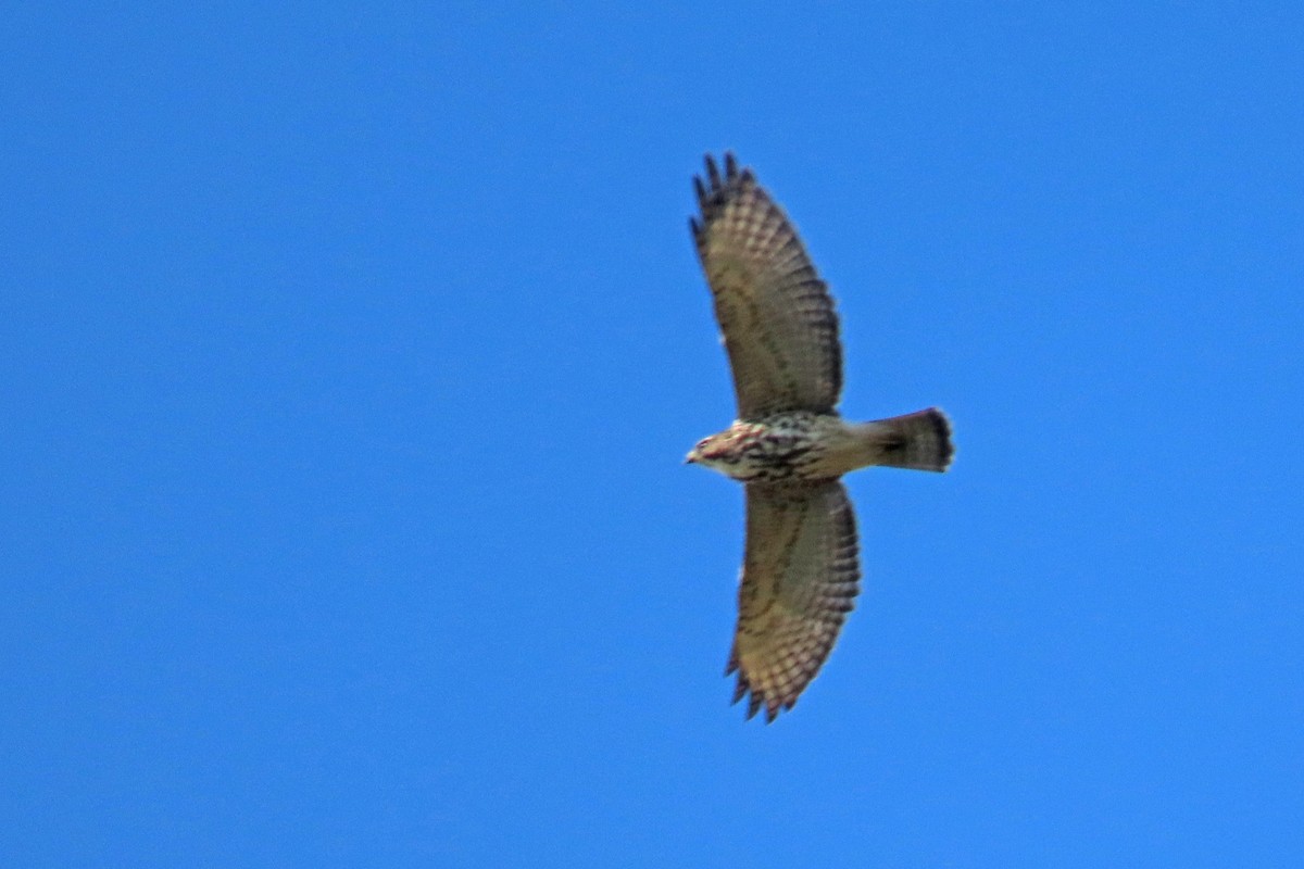 Broad-winged Hawk - ML609073709