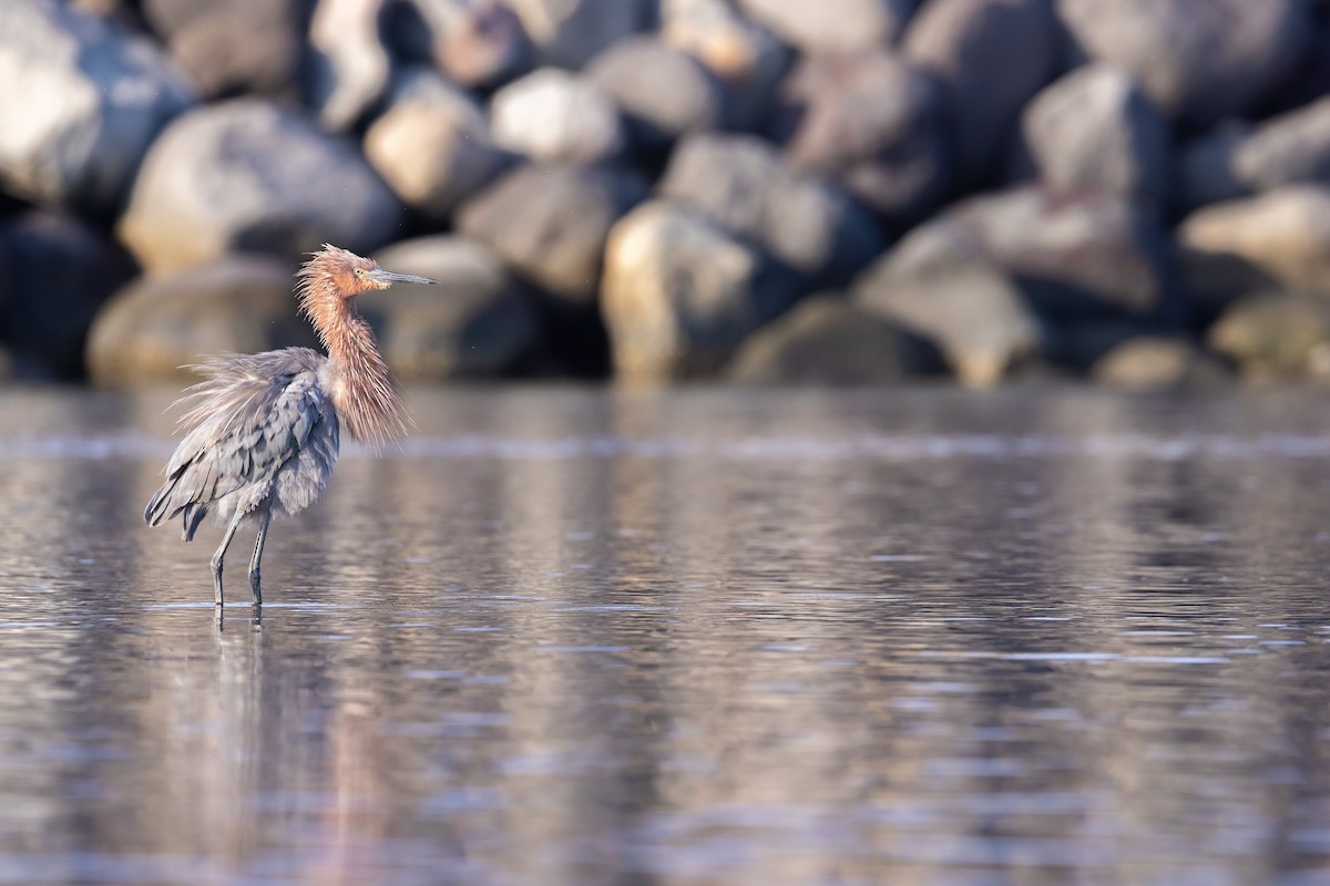 Reddish Egret - Ana Paula Oxom