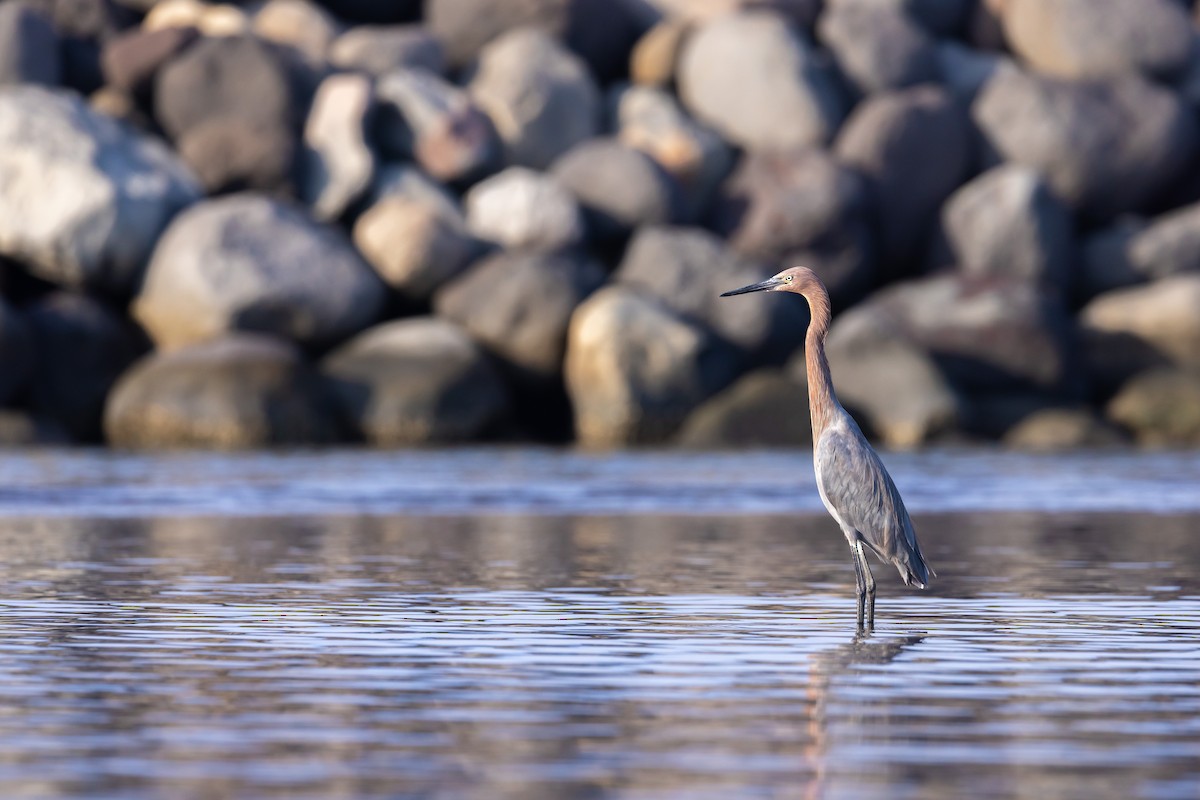 Reddish Egret - ML609073753