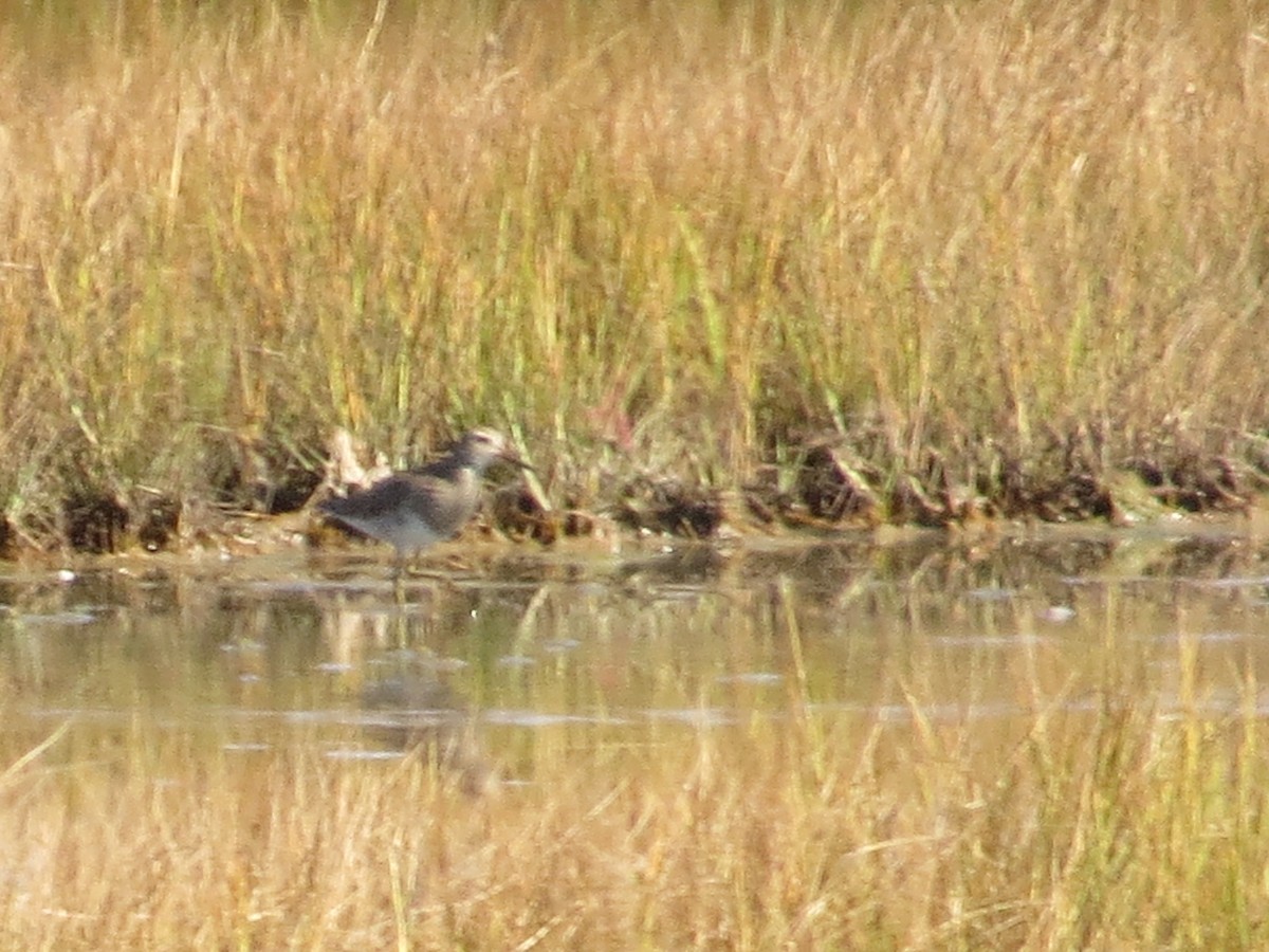 Pectoral Sandpiper - ML609073855