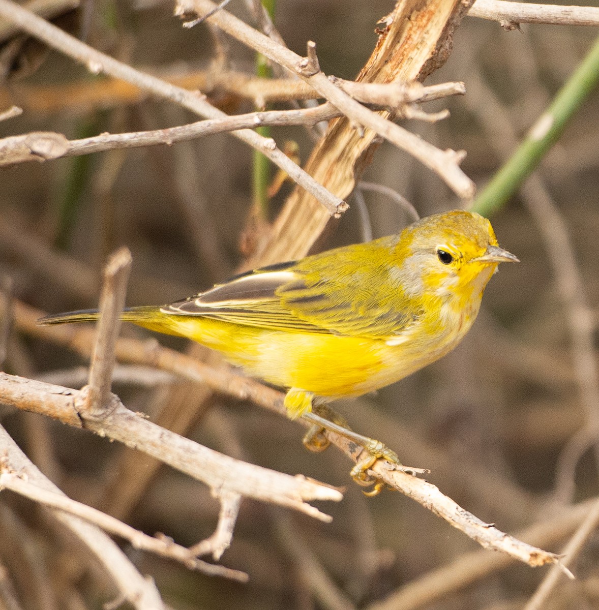 Yellow Warbler - ML609073859