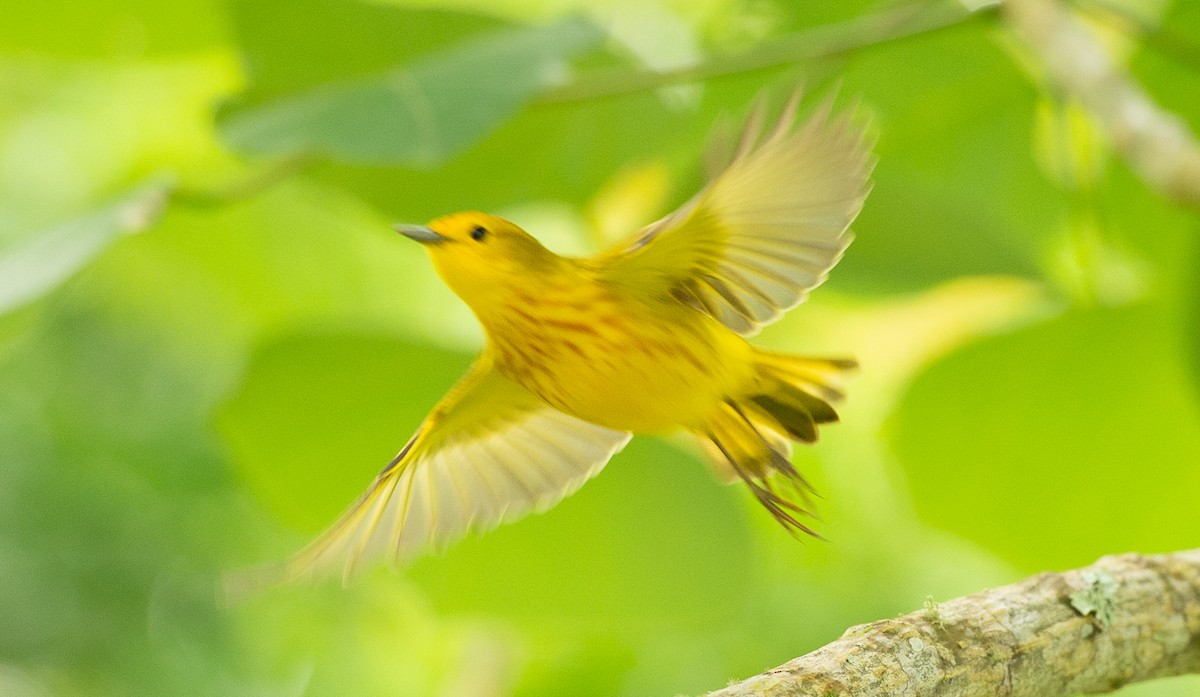 Yellow Warbler - ML609073861