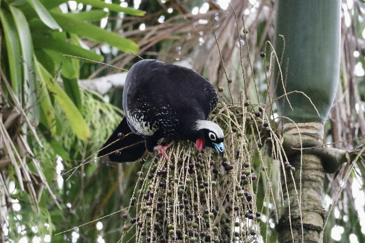 Black-fronted Piping-Guan - ML609073882