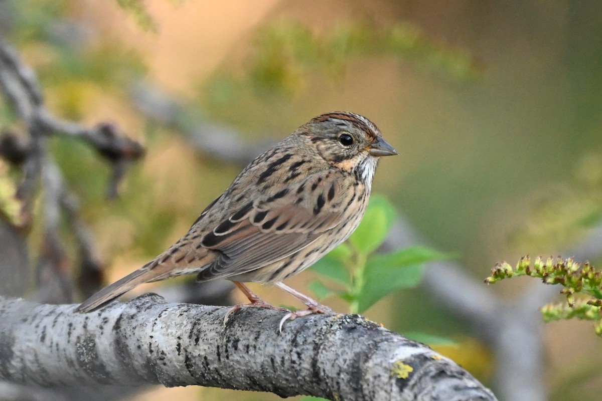 Lincoln's Sparrow - Henry Trombley