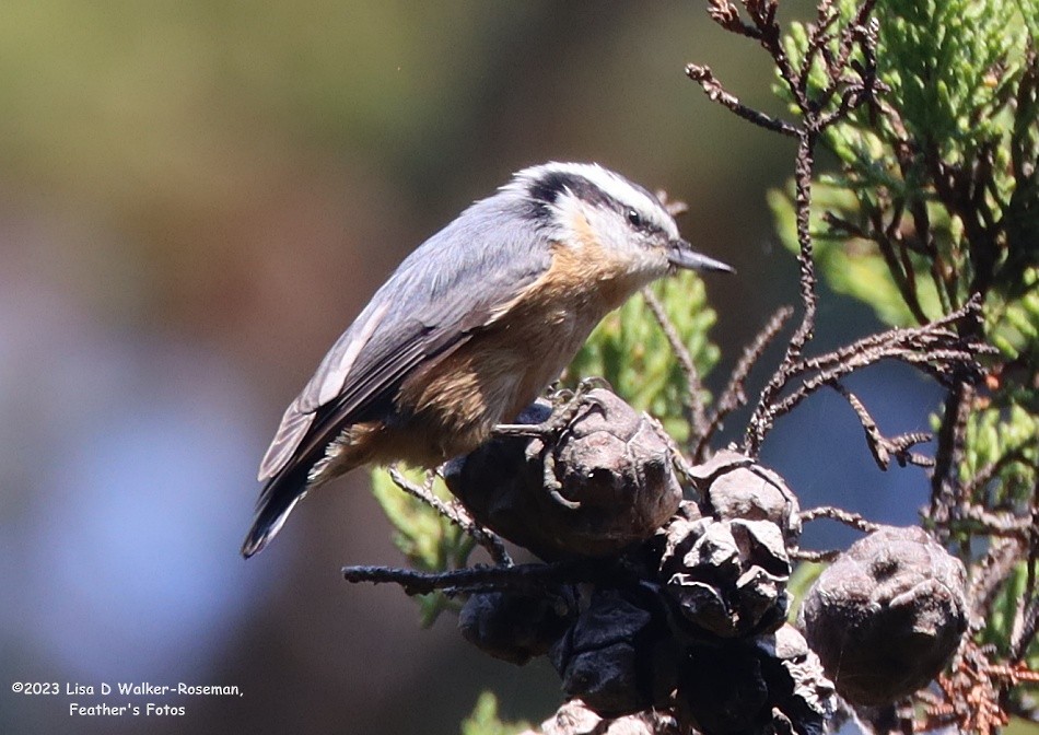 Red-breasted Nuthatch - Lisa Walker-Roseman