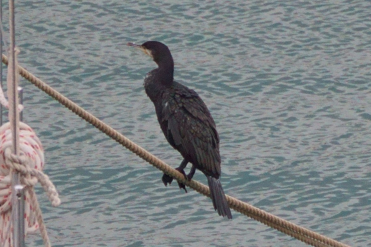 Great Cormorant - Howard Haysom