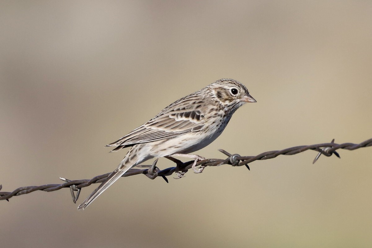 Vesper Sparrow - ML609074301