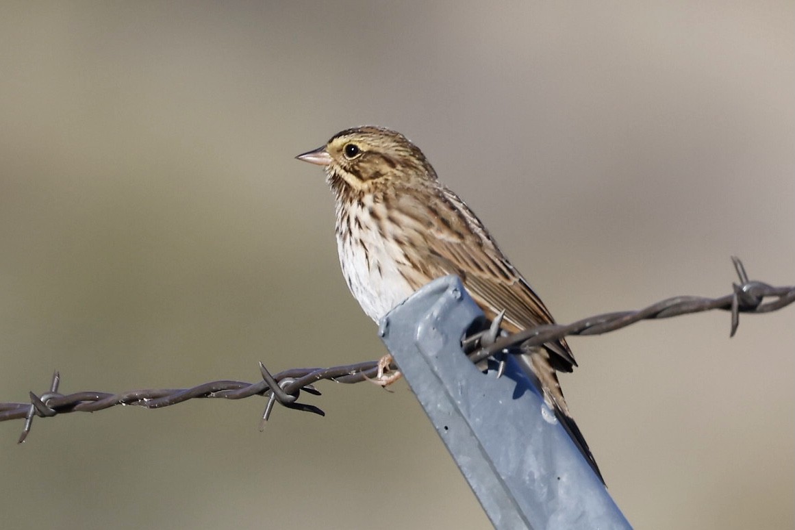 Savannah Sparrow - ML609074310