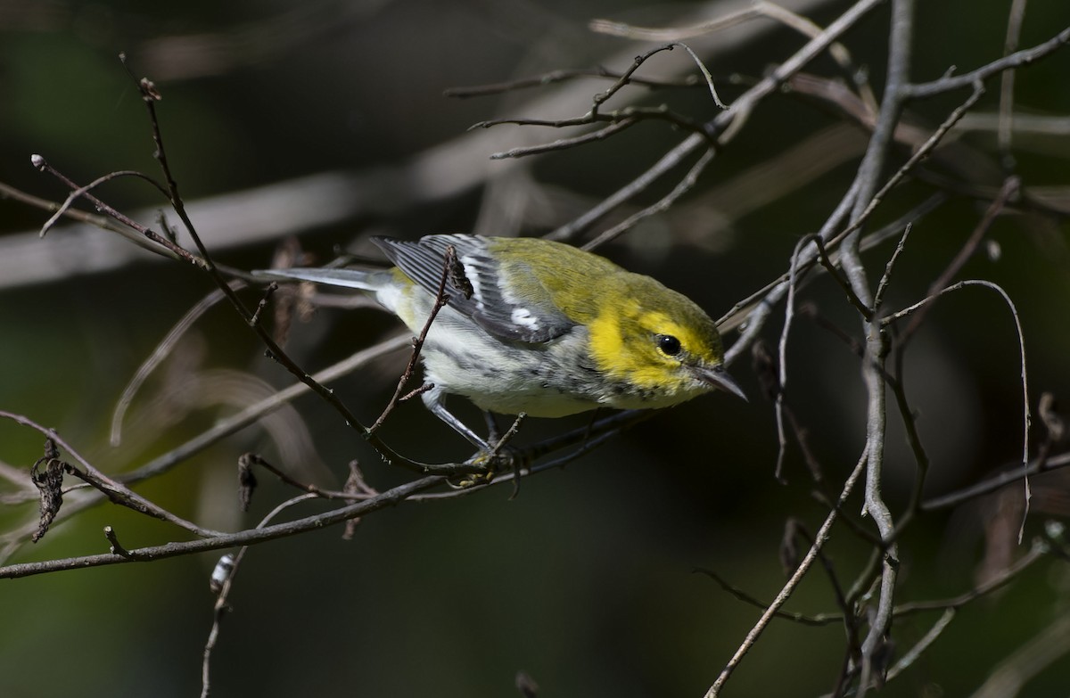 Black-throated Green Warbler - ML609074340