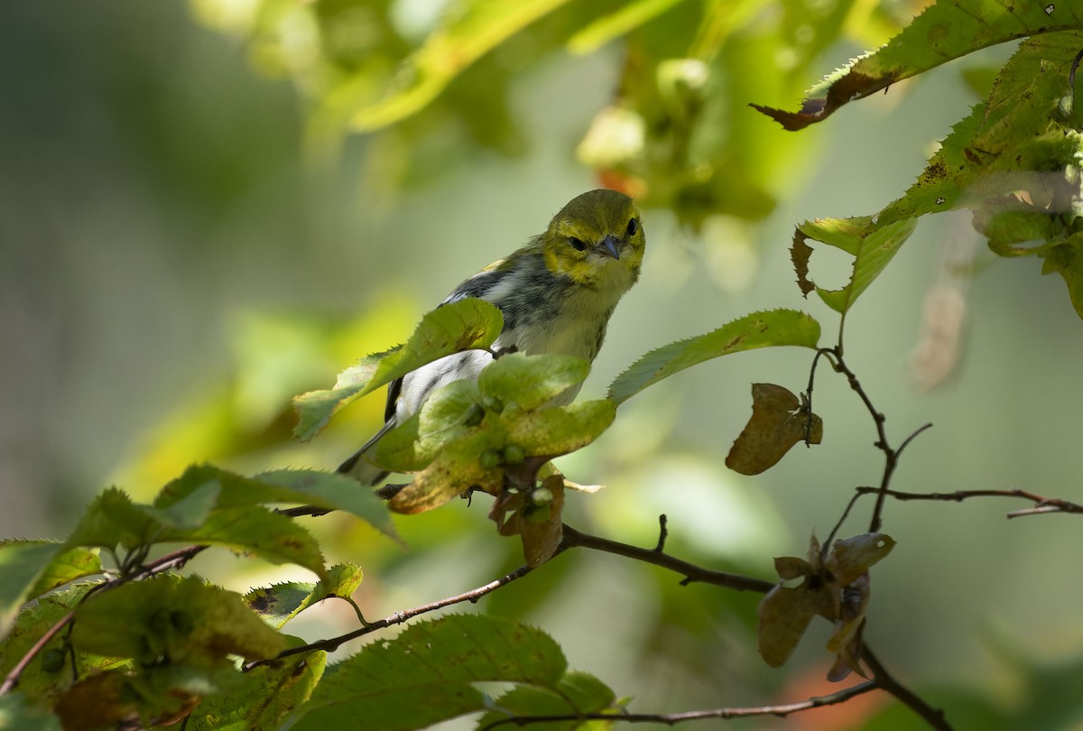 Black-throated Green Warbler - ML609074341