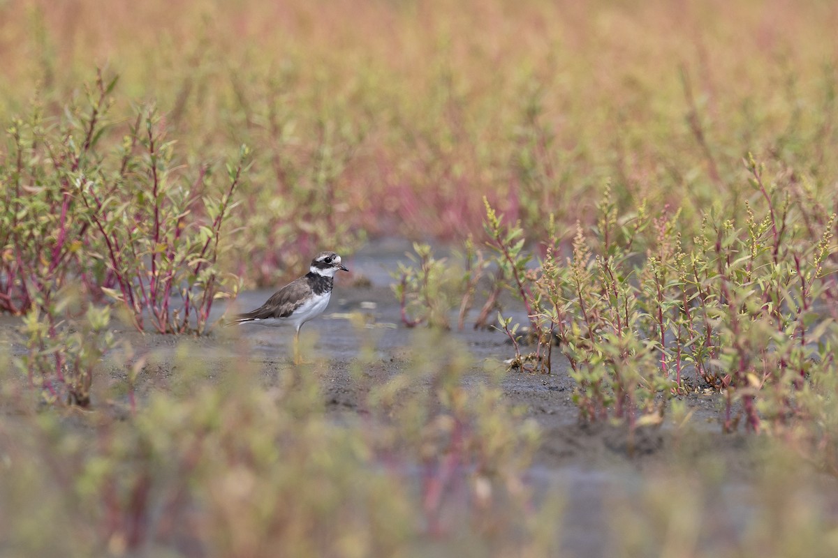 Common Ringed Plover - ML609074355