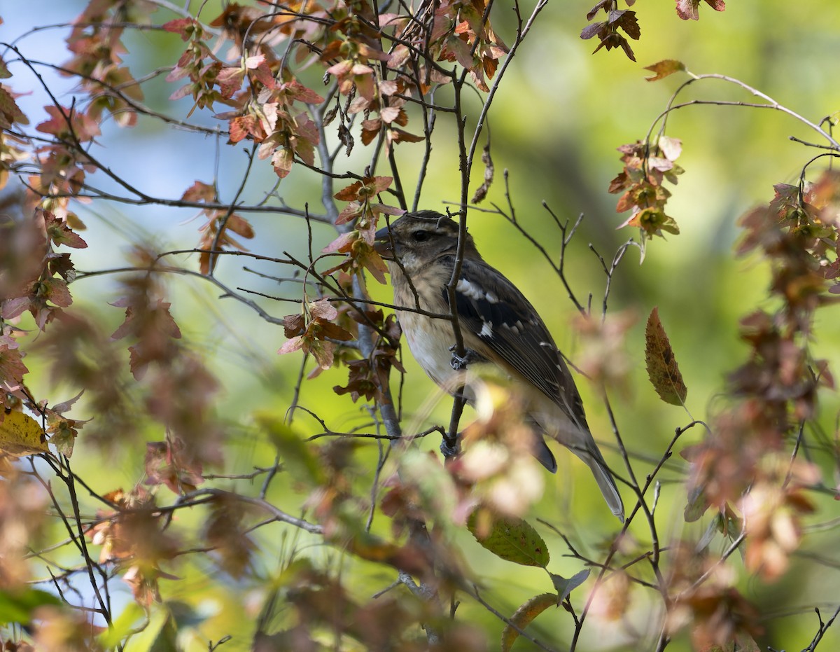 Rose-breasted Grosbeak - ML609074448