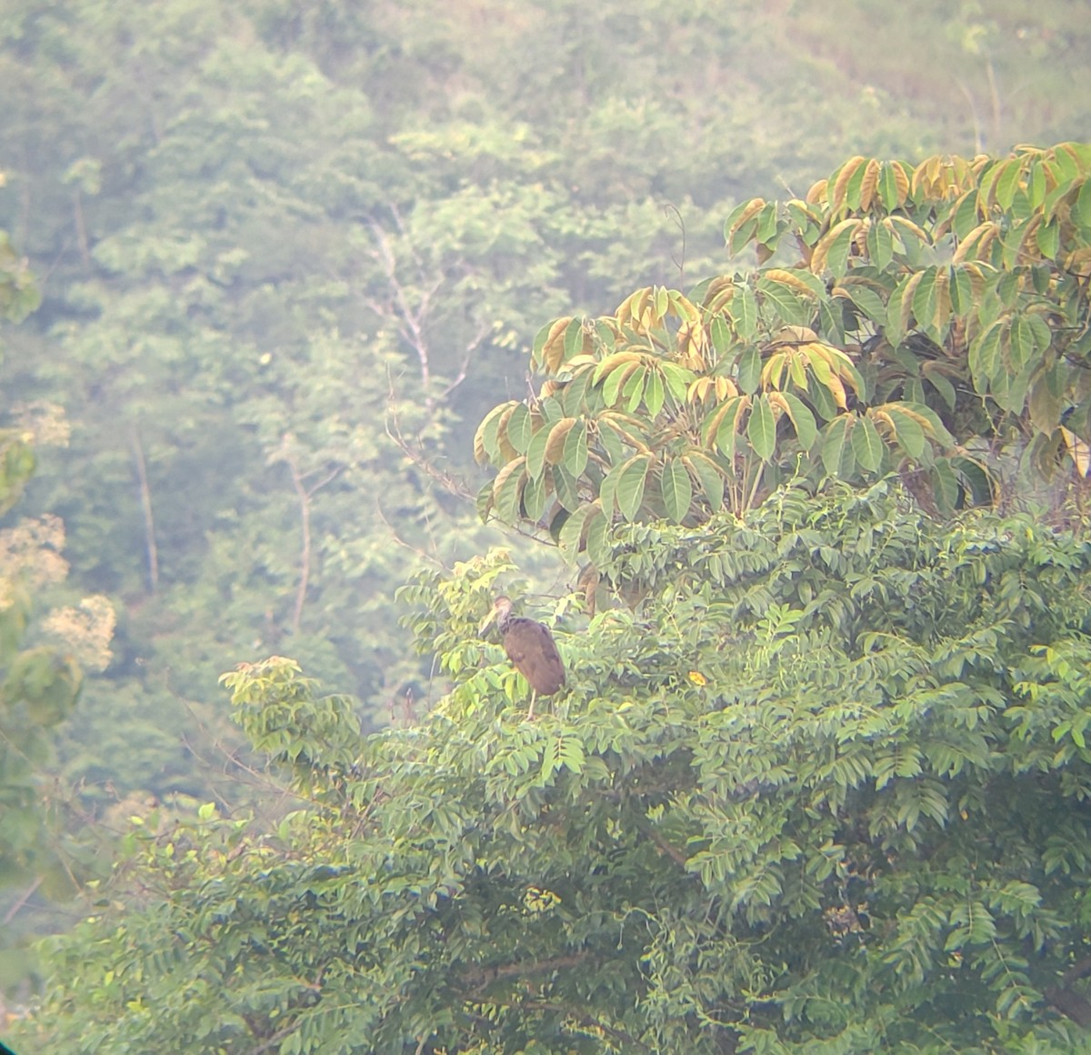 Limpkin - ML609074450