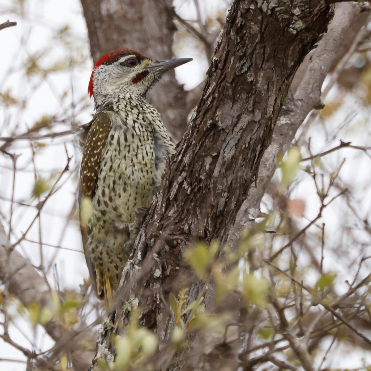 Golden-tailed Woodpecker (Golden-tailed) - John Mills