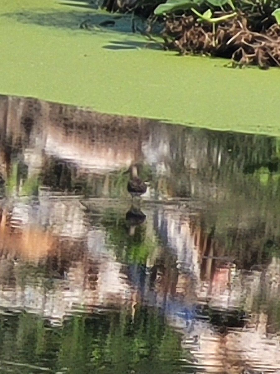 Solitary Sandpiper - ML609074691