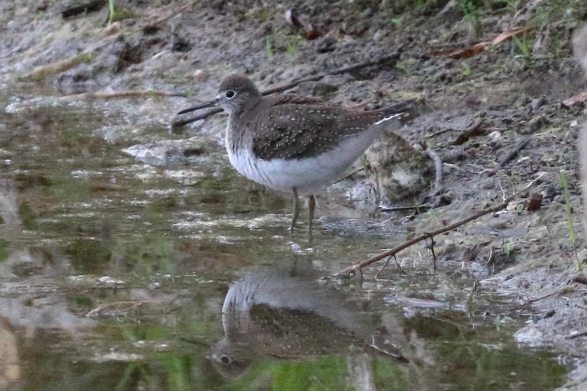 Solitary Sandpiper - ML609074700