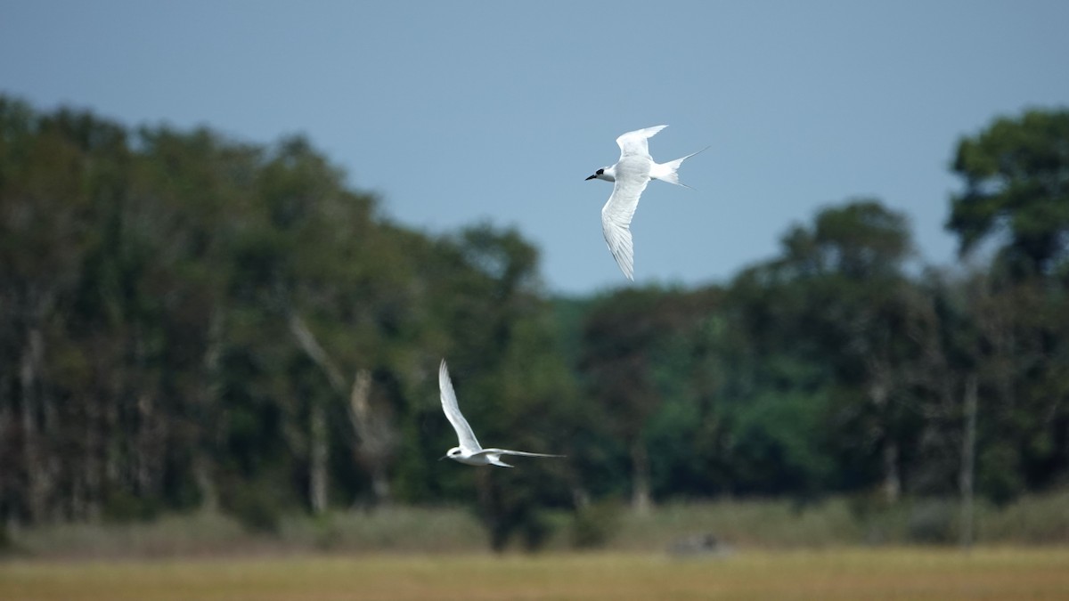 Forster's Tern - ML609074748