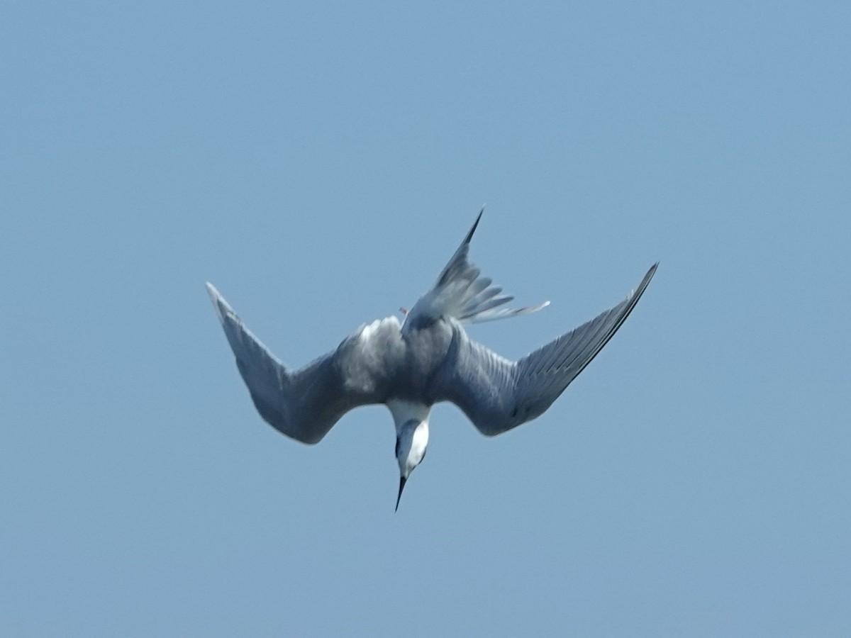 Forster's Tern - ML609074754