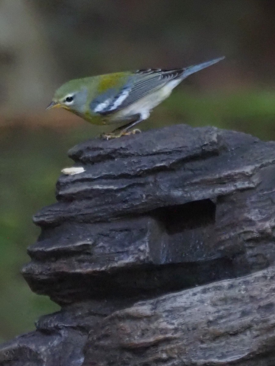 Northern Parula - ML609074764
