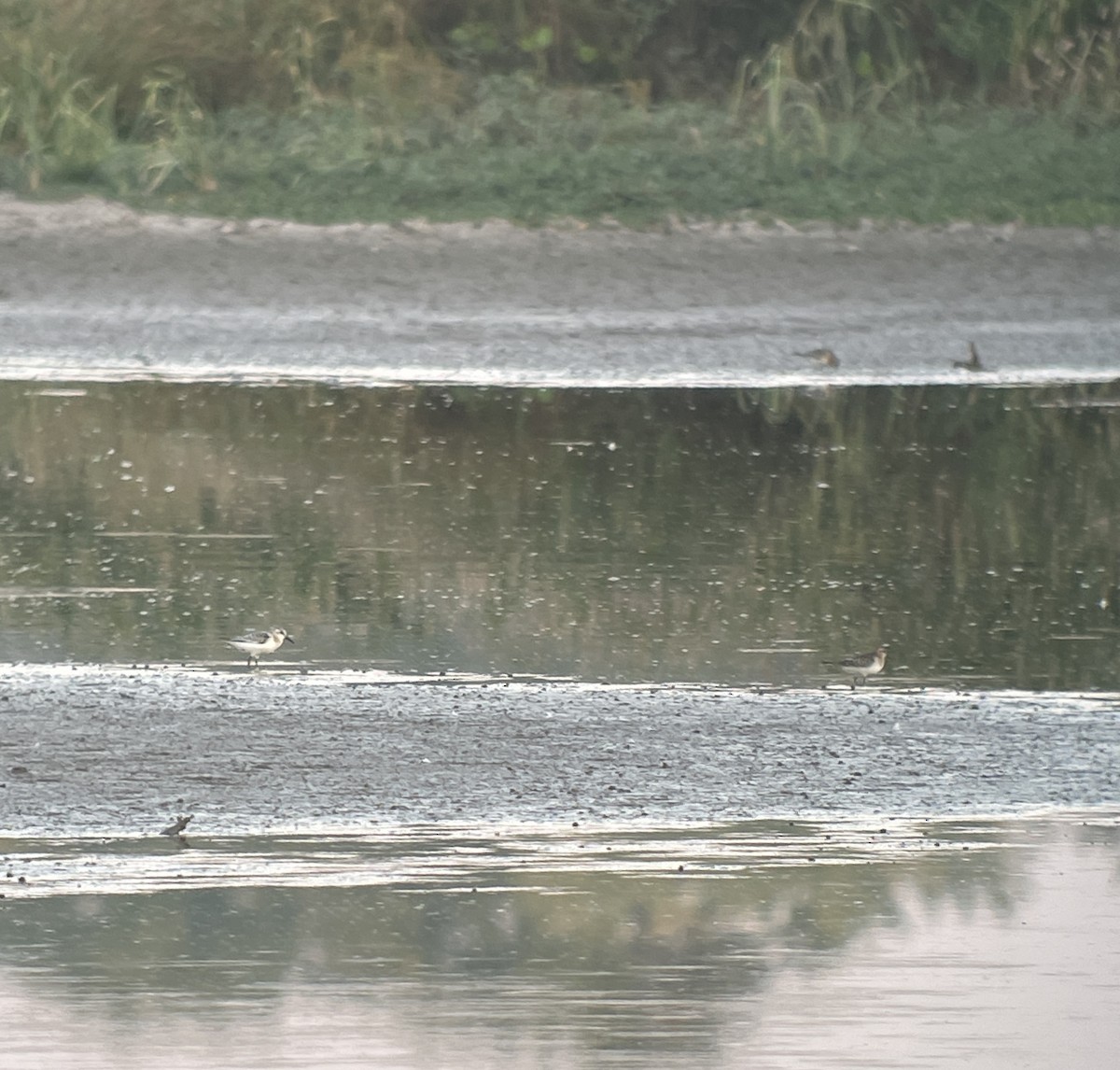 Bécasseau sanderling - ML609074769