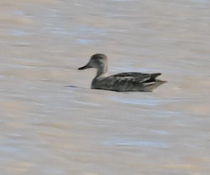 Gadwall - ML609074774