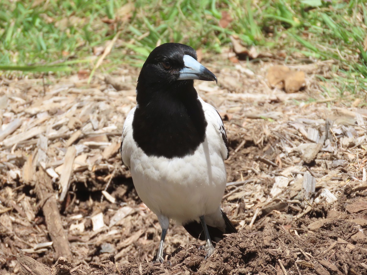 Pied Butcherbird - ML609074842