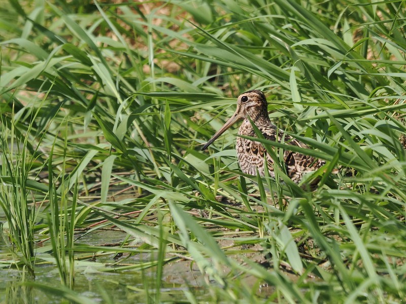 Swinhoe's/Pin-tailed Snipe - ML609074893