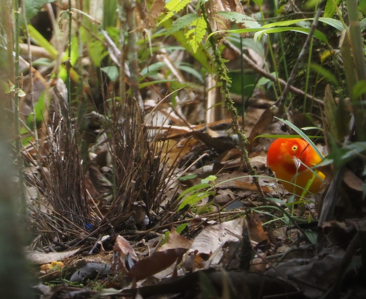 Flame Bowerbird - ML609074961