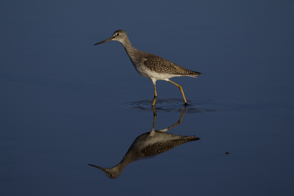 Greater Yellowlegs - ML609074999