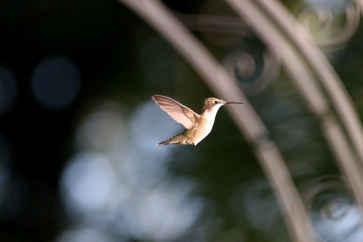 Ruby-throated Hummingbird - ML609075035