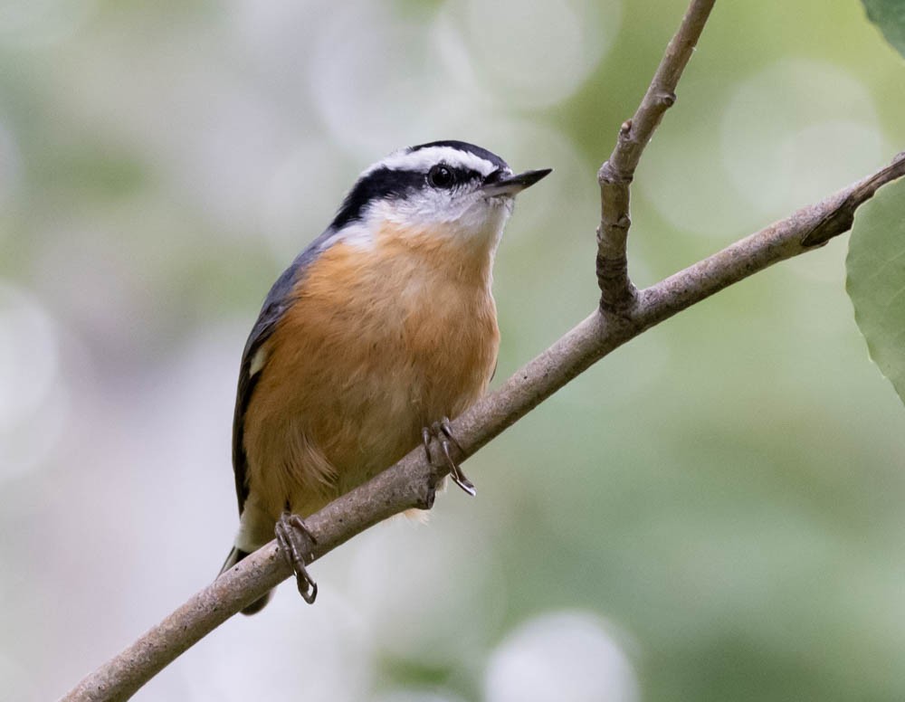Red-breasted Nuthatch - ML609075067