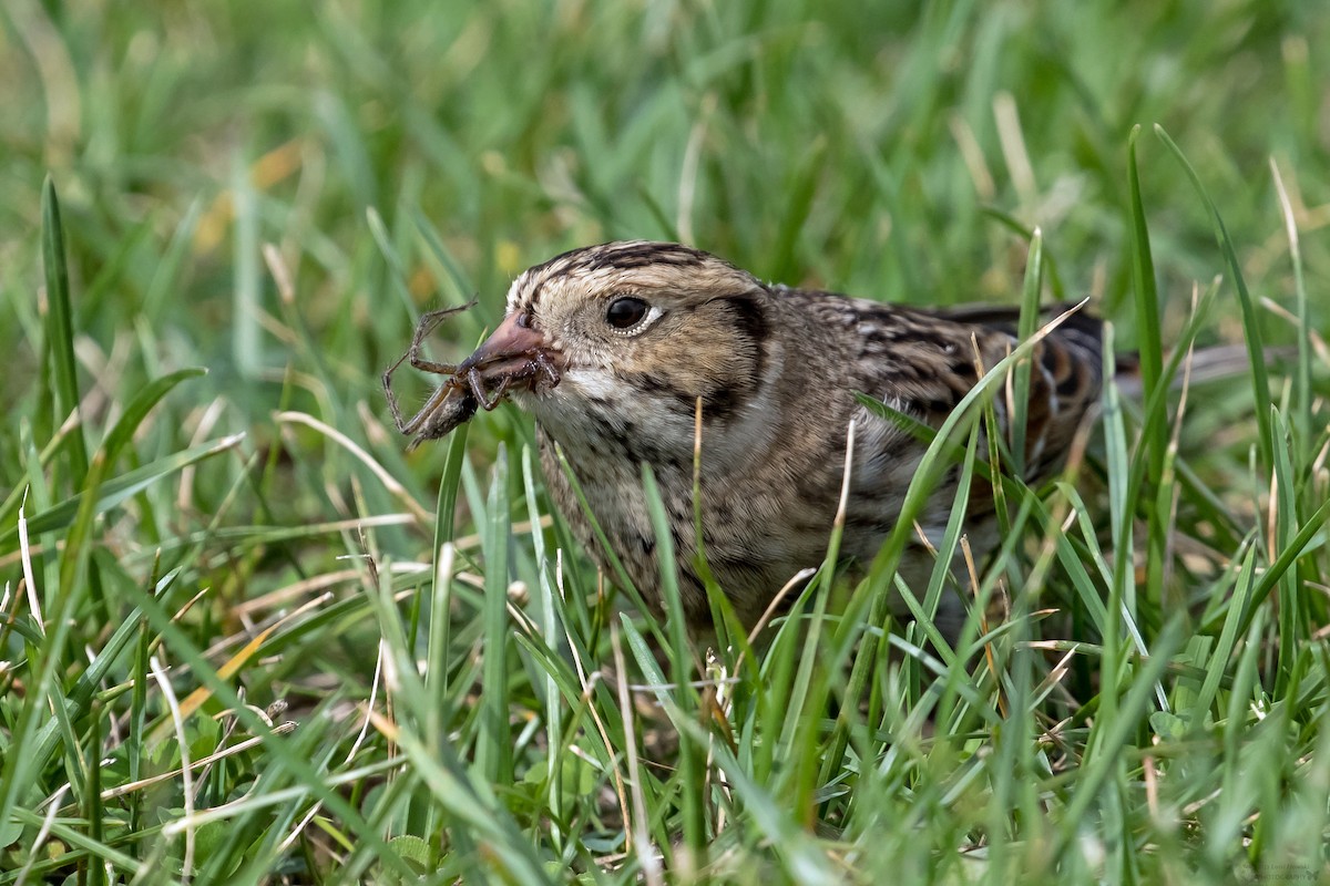 Lapland Longspur - ML609075299