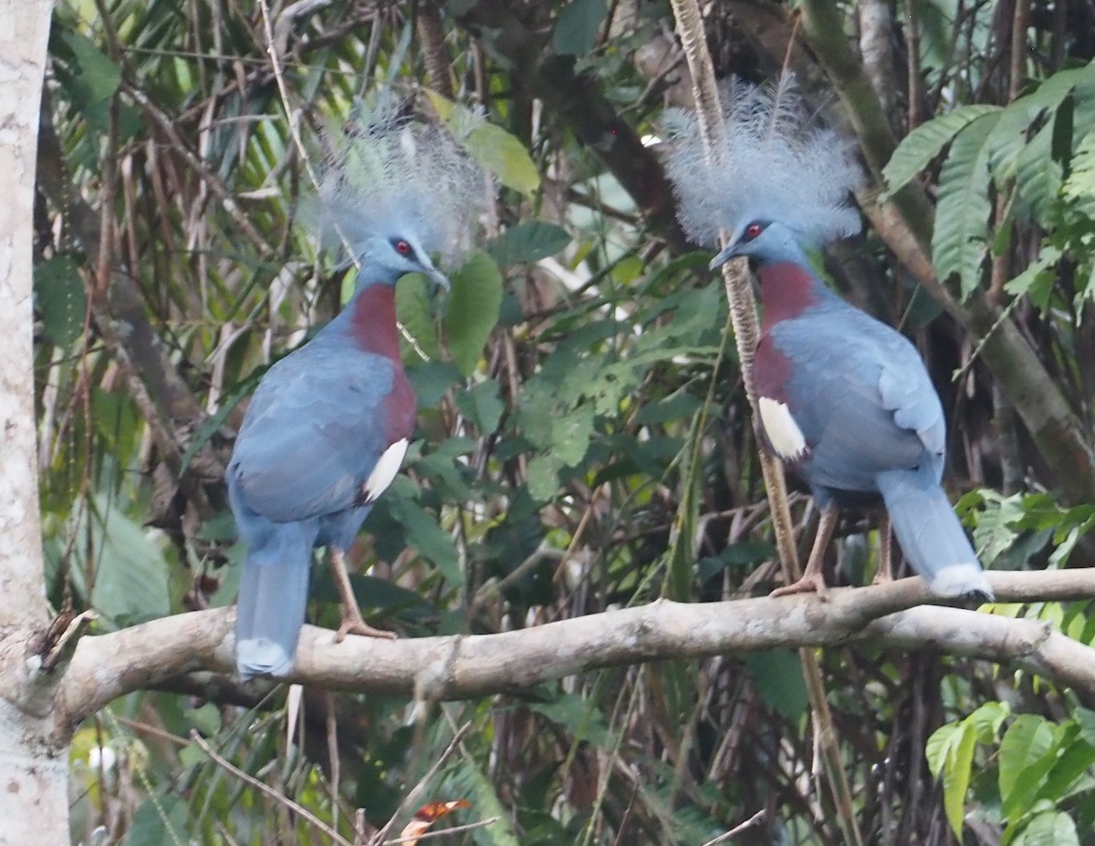 Sclater's Crowned-Pigeon - ML609075327