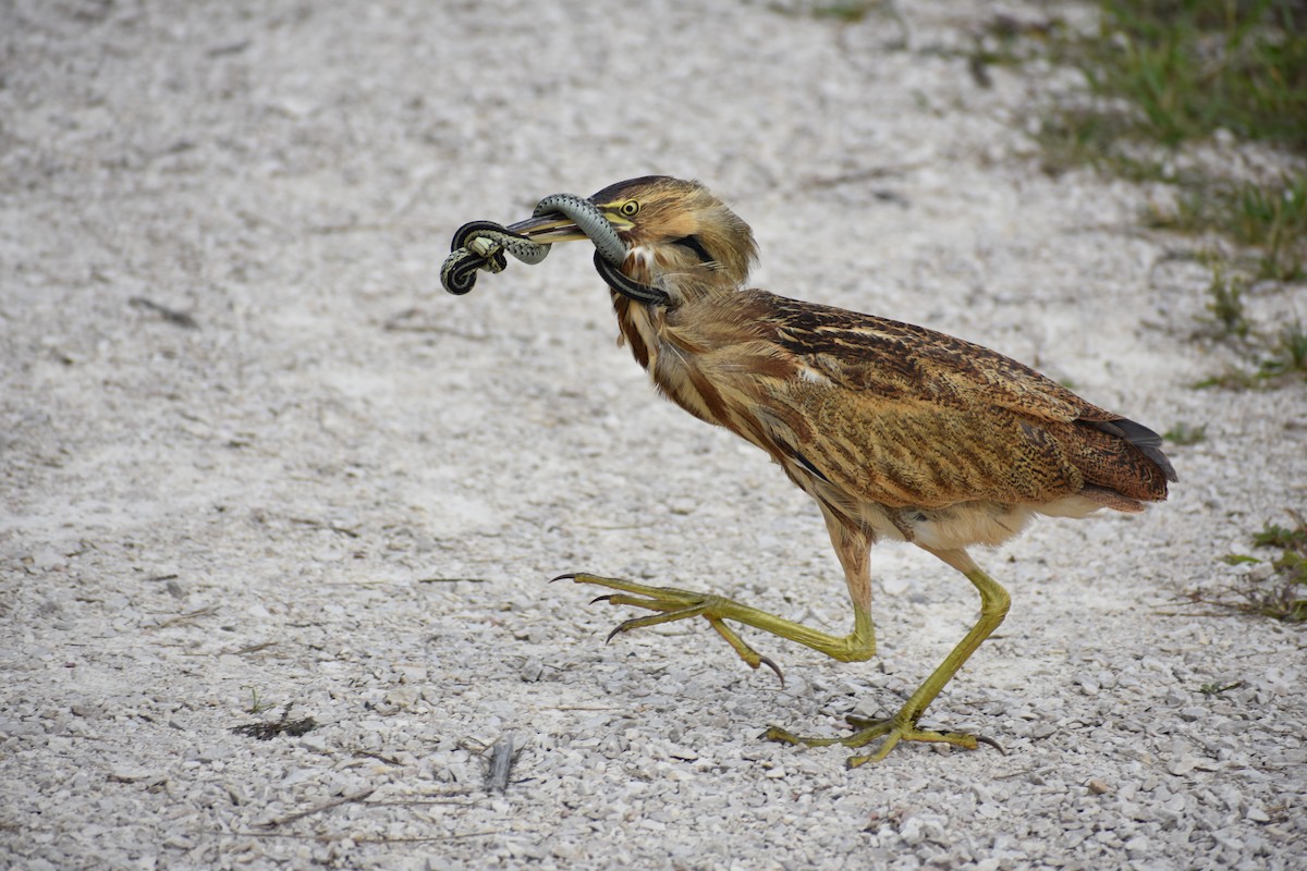 American Bittern - ML609075388